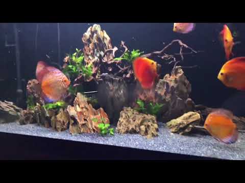 Dinner Time with my Discus fish