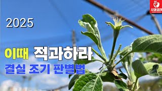 [사과재배] 결실여부확인/적과 시작/ 이때 적과 하라/해마다 굵게 따다