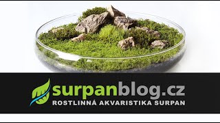 Moss Wabi-Kusa on the desk in the office | SURPAN.cz