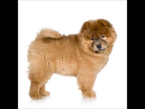 Chow Chow