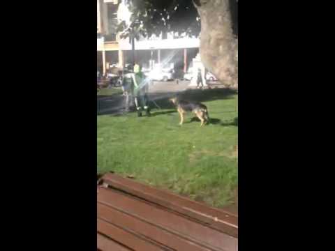 Perro se divierte con agua