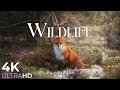 WILDLIFE ANIMALS RELAXATION FILM 4K - PEACEFUL RELAXING MUSI ..