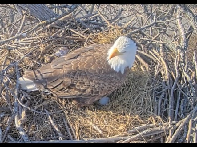Live webcam view of Bald Eagle Nest Cam