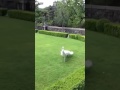 A Beautiful Peacock Spreading Out Its Feathers