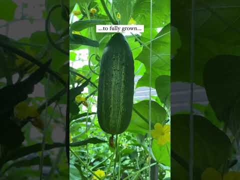 Lifecycle Of A Cucumber #cucumbers #cucumberfacts