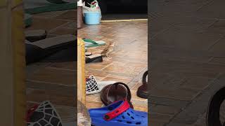 Download lagu BURUNG SANMA ORIENTAL SKY LARK di alam terbuka,burung istimewa #burungviral mp3 Download lagu BURUNG SANMA ORIENTAL SKY LARK di alam terbuka,burung istimewa #burungviral mp3