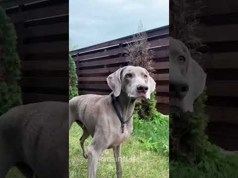 Mona Sona'nın başına bela oldu