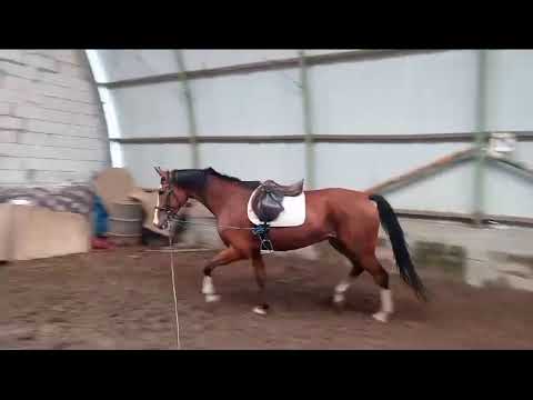 Holsteiner mare by Million Dollar/Plot Blue