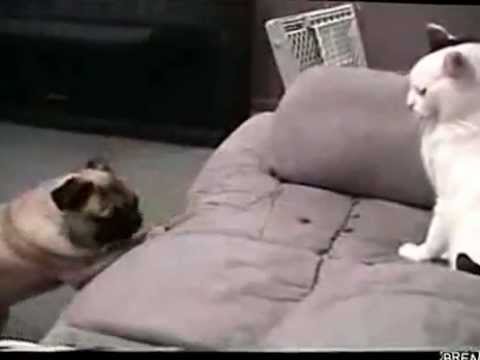 C&acirc;nd stăp&acirc;nul nu-i acasă, pisica nu lasă c&acirc;inele la masă! (VIDEO FUNNY)