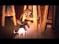 Found 1960s 8mm Home Movie Film Monkey Vs Kitty