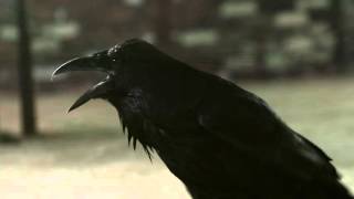 SPC ECO - I Won't Be Heard (HD VIDEO)