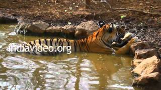 Tiger at Ranthambore National Park, Rajasthan 