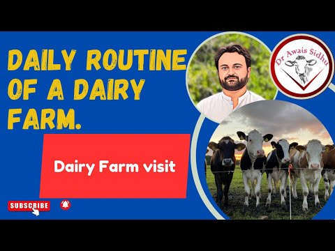 , title : 'Dairy Farm Routine in Pakistan | Dr Awais Sidhu | Youtube || Dairy Farm business | Milk Farm | dairy'
