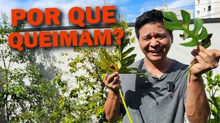 Miniatura do vídeo
