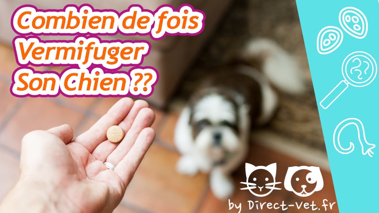 À QUELLE FRÉQUENCE VERMIFUGER SON CHIEN ADULTE 