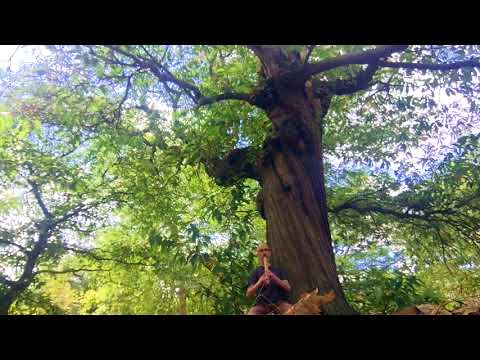 Shakuhachi Improvisation - Greenwich Park, London - Cornelius Boots, raw bamboo flute 竹の尺八