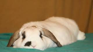 Lazy Afternoon - Barbara Streisand   #Popcorn #OneLazyBunny