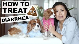 HOW TO TREAT DIARRHEA AT HOME | Dog Tips 101 | Tricks to stop diarrhea in dogs