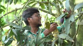 দিনাজপুর হর্টিকালচার সেন্টারের জার্মপ্লাজম এর কিছু তথ্য