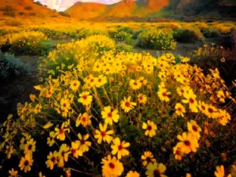 Paradis   Pe marea Vieti