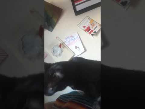 Kadaj RIP 8/7/17 to 3/16/20