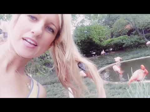 The Indy Zoo Indianapolis Indiana Flamingo Dolphin Walrus Seal Rhinoceros Elephant Cheetah Manta Ray