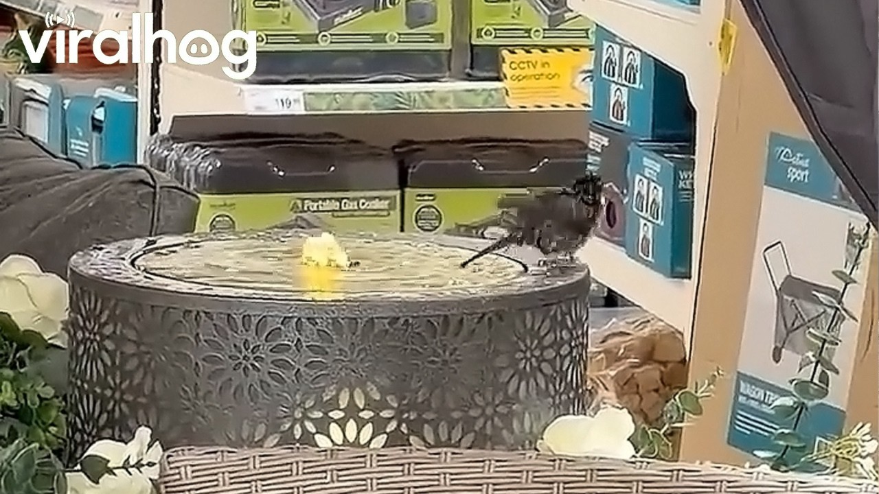 Bird Gives Bird Bath a Test Run at the Store || ViralHog