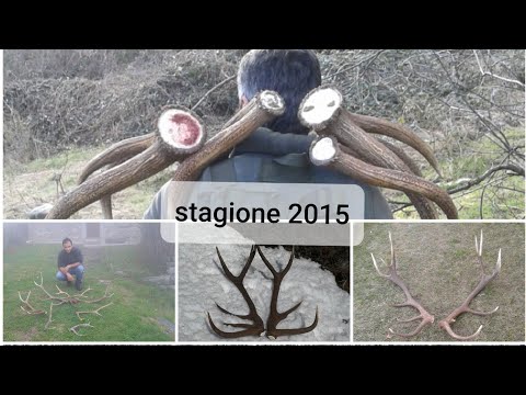RACCOLTA PALCHI stagione 2015