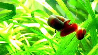 Childish Gambino ~ redbone