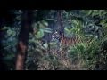 Tiger Uses A Storm To Hunt Stag The Hunt Episode 3 Preview BBC