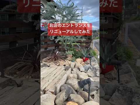 忍び寄る岩石植物 常緑忍び寄るジュニパー