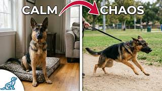 When Your Dog Is Calm Inside and CRAZY Outside... Do THIS