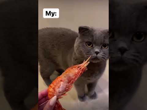 Not a seafood lover 🤢🤢🤢. #cute #pet #cat #meow #viral #vomit #funny #animal #cutecat #shorts
