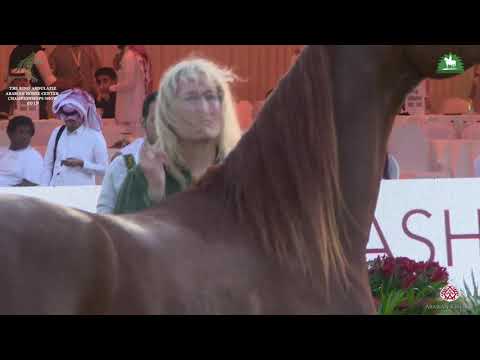 N 96 ENCARINA   KAAHC 2019   Fillies 2 Years Old Class 2B