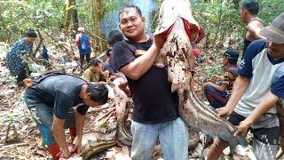 Download lagu HARVESTING GIANT TAPAH CATFISH IN KAPUAS HULU mp3