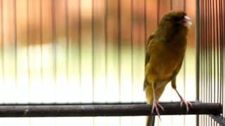 Download lagu Pancingan Kenari Durasi Panjang bikin Kenari Lain Cepat Gacor, Durasi 1 jam mp3 Download lagu Pancingan Kenari Durasi Panjang bikin Kenari Lain Cepat Gacor, Durasi 1 jam mp3