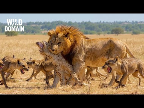 Leoni VS Iene | Lo Scontro Estremo Tra I Predatori Supremi Della Savana – Documentario Naturalistico