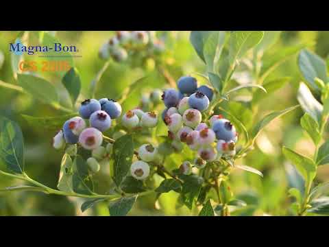 Effectively Control Disease in Blueberries with Magna-Bon CS 2005