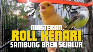 Download lagu Masteran Roll Burung Kenari Sambung Bren Ciblek sejalur🔥🔥🔥 mp3