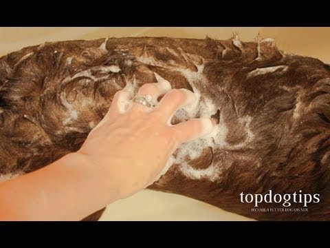 download lagu mp3 mp4 How Many Times Can You Wash Your Dog, download lagu How Many Times Can You Wash Your Dog gratis, unduh video klip How Many Times Can You Wash Your Dog