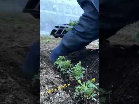 なぜマリーゴールドを菜園に植えるのですか？いつ、どのように行うのですか?  庭園