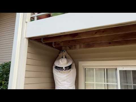 Yellow Jackets Nesting in an Opening Under the Deck in Montgomery, NJ
