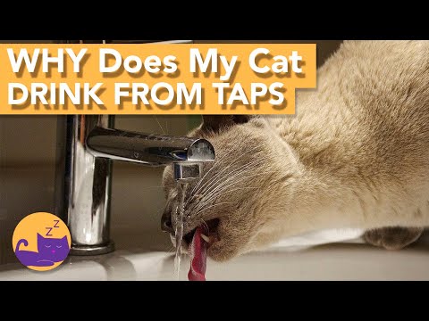 Cats and Taps: Why Does My Cat Drink Out of the Faucet?