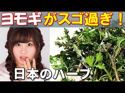 ヨモギアンブロシアについて詳しく解説