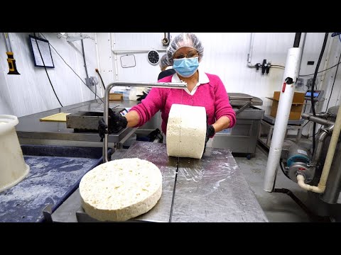 How Cheese is Made in South Florida!! Dakin Dairy Farms in Myakka City, Florida