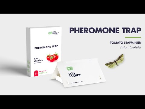 Tuta absoluta (tomato leafminer)  Delta Trap Set 5+5
