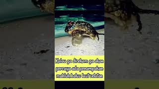 Download lagu Viral Penemuan Hewan Aneh Di Pantai Selatan #shorts #viralvideo mp3