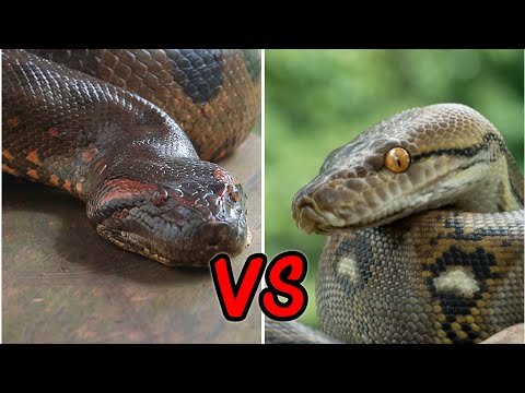 Anaconda VS Python