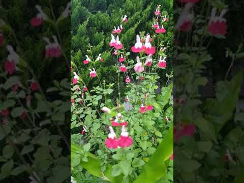 モレロチェリー 植物