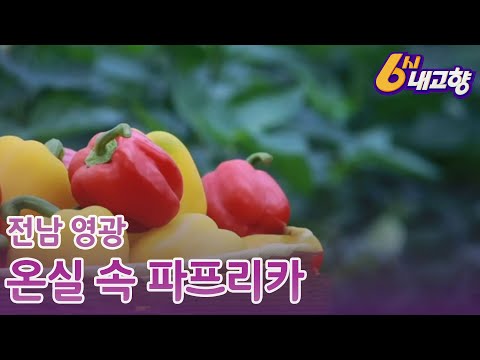 20.11.26 KBS 6시내고향(온실 속 파프리카, 전남 영광)